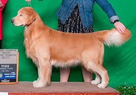 Both dam and sire are carefully screened for health. Beginner S Guide To Select A Field Golden Breeder Golden Retriever Dog Forums