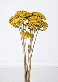 Natural Achillea Yarrow Dried Stems Yellow Dried Flowers Dried Flower Arrangements Dried Flower Bouquet