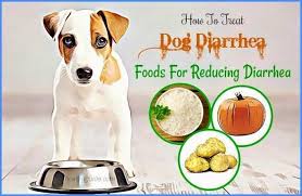 How To Stop Or Treat Diarrhea In Dog In 2020 Dog Has Diarrhea Diarrhea In Dogs Diarrhea