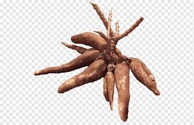 Bunga, binatang, pemandangan, buah, tersedia saya menggambar sendiri banyak gambar buah, gambar bunga, gambar pemandangan, gambar rumah, gambar binatang sebagai contoh belajar. Brown Root Crops Cassava Food Tapioca Vegetable Tuber Cassava Recipe Cooking Root Png Pngwing