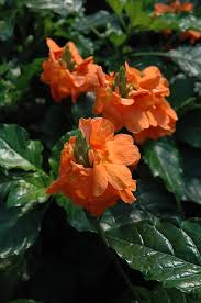 Image result for Crossandra mucronata