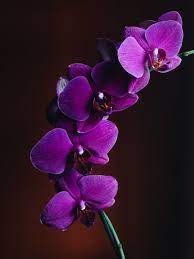 Flower Of The Day May 7 2019 Imgur Orchid Wallpaper Orchid Flower Purple Orchids