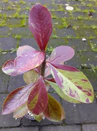 Image result for Synadenium grantii