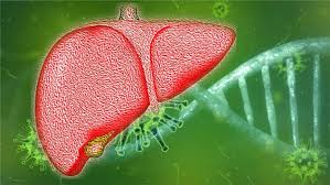 Terdapat beberapa genotip untuk virus hepatitis c: Apakah Hepatitis B Kronik Bisa Sembuh Kedokteran Caiherang