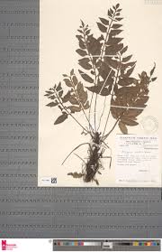 Image result for Asplenium variabile