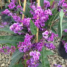 Image result for Hardenbergia