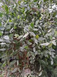 Image result for Salvadoraceae