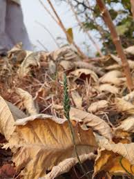 Image result for Elytraria acaulis