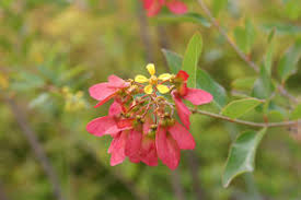 Image result for Heteropterys