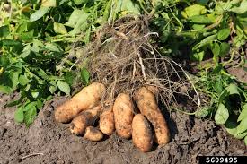 Image result for Solanum tuberosum