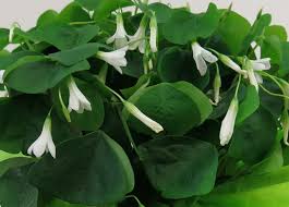 Image result for Oxalis oligotricha