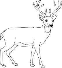 coloriage chevreuil les beaux dessins de animaux a imprimer et colorier trucs scolaires