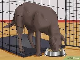 A general rule of thumb is the number of months in age plus one equals the number of hours your. 3 Ways To Prevent A Dog From Defecating In Its Crate Wikihow