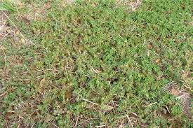 Image result for Grewia pubescens