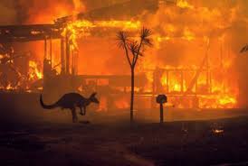 Orman genel müdürlüğü, sosyal medya. Avustralya Da Orman Yangini Krizi Sivil Sayfalar