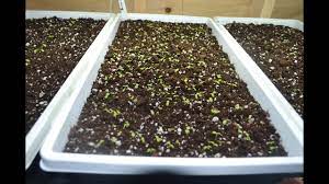 Explore our huge selection today! How To Quickly Grow Basil Indoors Youtube