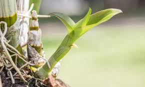 Image result for orchid cuttings