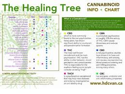 The Healing Tree Cannabinoid Info Chart Cbn Thc Thcvcbdc Bc