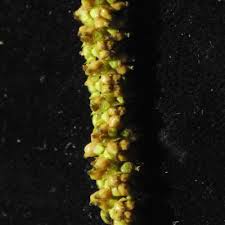 Image result for Thunbergianthus ruwenzoriensis