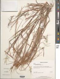 Image result for Andropogon fastigiatus