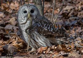 Owl swims in the bathtub. How When And Where Do Owls Drink Water Quora