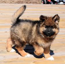German Indian Dog Hypoallergenic Puppies Native American Indian Dog Native American Indian Dog Native American Dog Hypoallergenic Dog Breed
