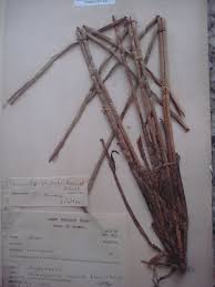 Image result for Eleocharis mutata