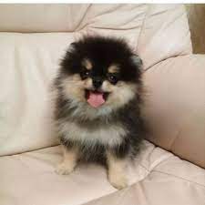 Redaksikerja.com halo sobat semua, kembali lagi bersama admin pada kesempatan kali ini admin akan memberikan sebuah ulasan mengenai fakta pacar btr branz felly zen viral di media sosial. 47 Yeontan Ideas Bts Taehyung Taehyung Bts Dogs