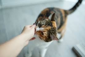 If you have just received the bad news that your cat is fighting cancer. Can Cats Smell Cancer Rehome By Adopt A Pet Com