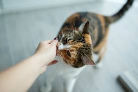 Can cats detect cancer in their humans? Can Cats Smell Cancer Rehome By Adopt A Pet Com