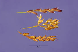 Image result for Humularia minima