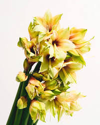 Check spelling or type a new query. Amaryllis Meaning The Origins Of This Flower S Name And More