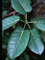Image result for Ficus trichopoda