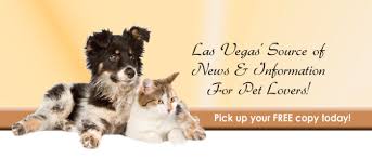 Purebred maine coon, home raised, vet checked, tica registered. Las Vegas Pet Scene Magazine