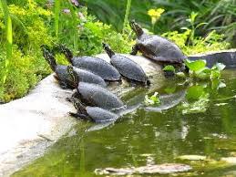 Turtle aquarium turtle pond pet turtle turtle care turtle enclosure tortoise enclosure red eared slider turtle turtle sanctuary turtle homes. Our New Turtle Pond