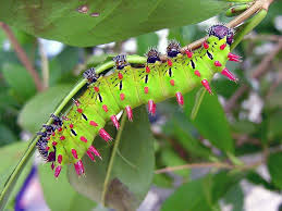 Suraka Silk Moth Antherina Suraka Http Www Calletun De Sur 5 Jpg Beautiful Bugs Moth Caterpillar Moth