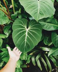 Philodendron Gloriosum Houseplants
