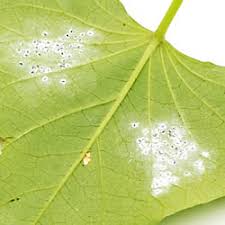 Lemon tree leaves curling inward. Reading The Leaves 10 Causes And Cures For Foliage Problems