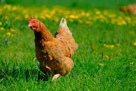 Based on world's oldest chicken called matilda on wikipedia: How Long Do Chickens Live Average Chicken Lifespan By Breed