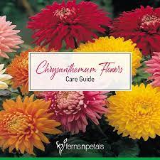 Chrysanthemums Flowers Careguide Guide Care Takecare Chrysanthemum Flower Chrysanthemum Flowers