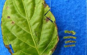 Bacterial pathogens can survive and reproduce on the surface of asymptomatic plant tissues. Bacterial Leaf Spot In Pepper Vegetable Pathology Long Island Horticultural Research Extension Center