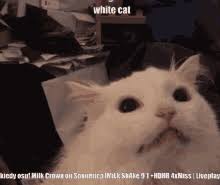 Aboz ewwantzdeviantartcom monkey shrugging white hands. White Cat Meme Gifs Tenor