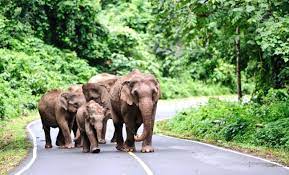 A team of park officials who were pushing elephants back into the forest from highway. Asian Elephants In Khao Yai National Park Thailand Stock Photo Picture And Royalty Free Image Image 18181547