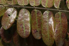 Image result for Cnestis