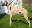 Sloughi Dog Breed Information and Pictures