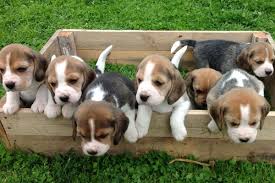 We are on their way up from jacksonville fla. Where To Have The Best Beagle Puppies For Sale In California By Gracious Beagle Puppies Medium