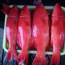 Ikan kerapu merupakan salah satu jenis ikan yang mendiami laut dangkal, lut dalam bahkan muara sungai. Jual Ikan Kerapu Merah Cv Risky Pratama Balikpapan Kalimantan Timur Indotrading