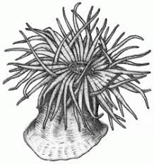 Black And White Sea Anemone Sea Anemones 8 250 In 2020 Sea Creatures Art Sea Anemone Ocean Tattoos