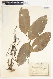 Image result for Panda oleosa