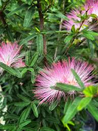 Image result for Calliandra brevipes